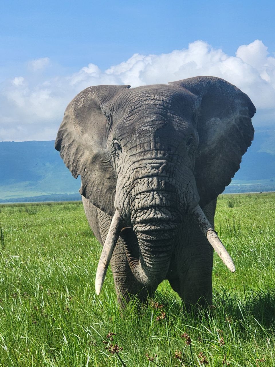 An elephant with long tusks walking through green grassland