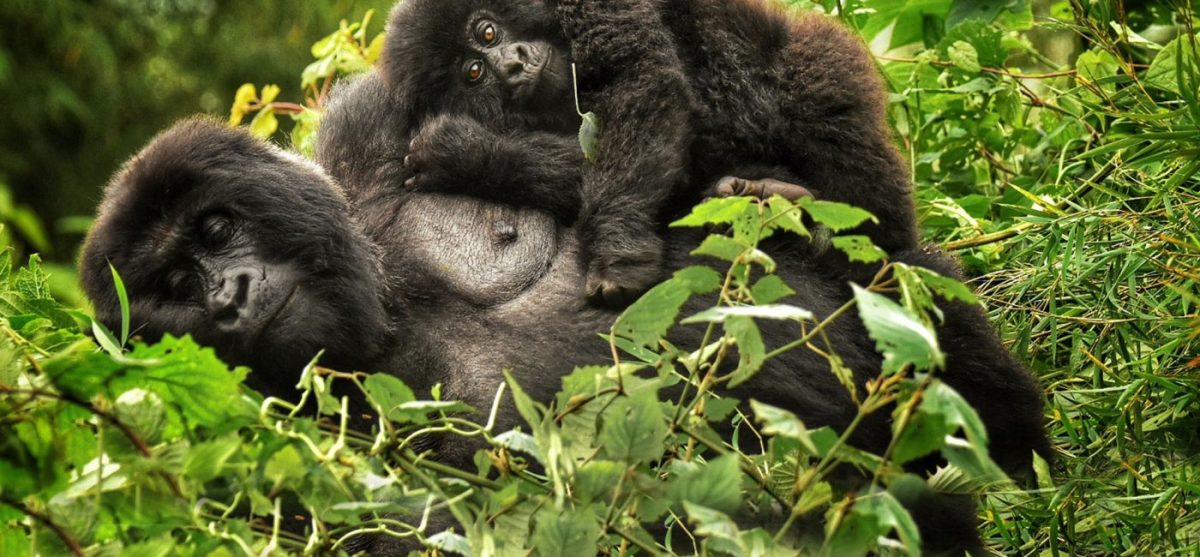 Rwanda Safari and Tours
