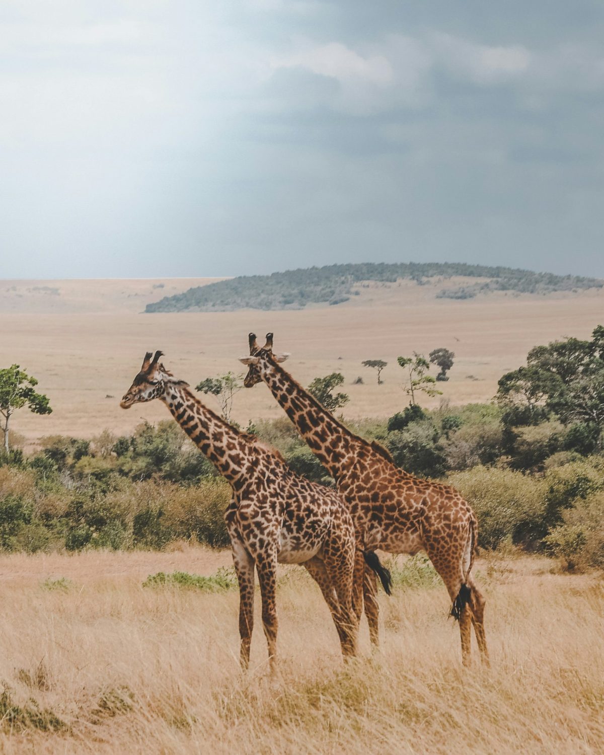 Harshil gudka pu 9byqjhyo unsplash