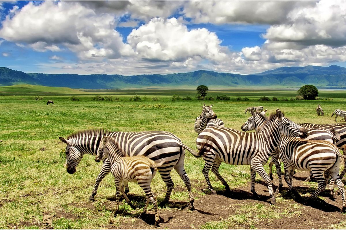 Photo from Sunset Africa Safari