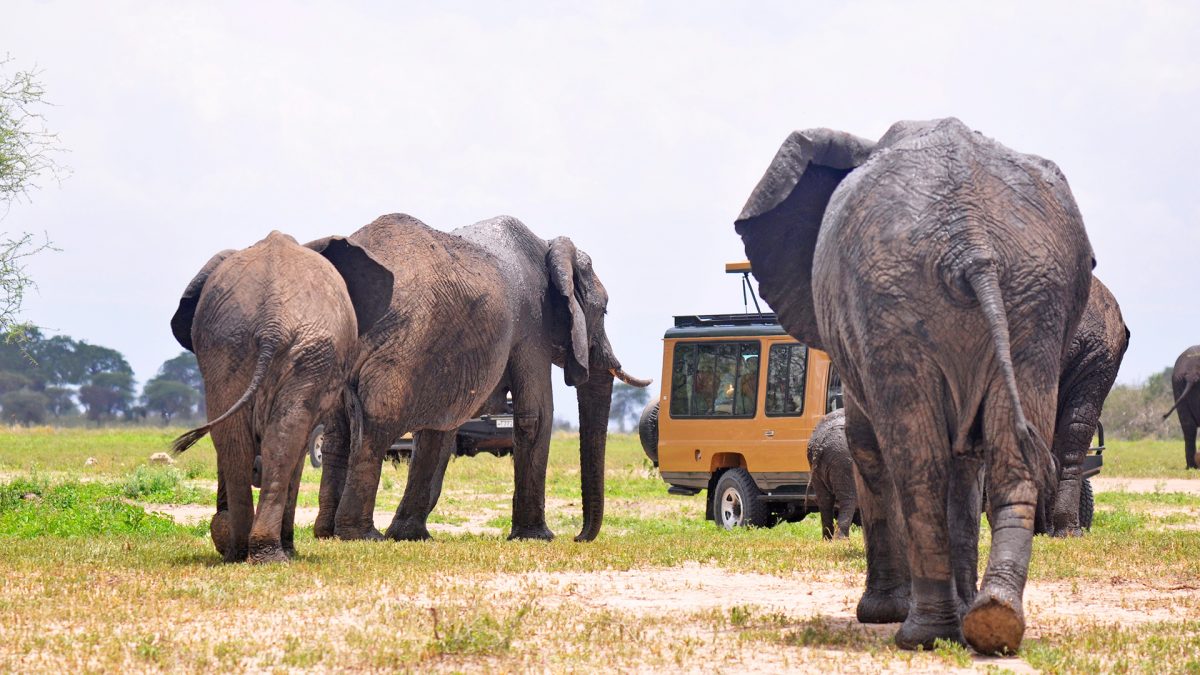 Days tarangire and ngorongoro crater safari — Sunset Africa Safari