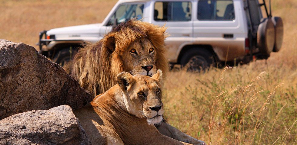 Photo from Sunset Africa Safari