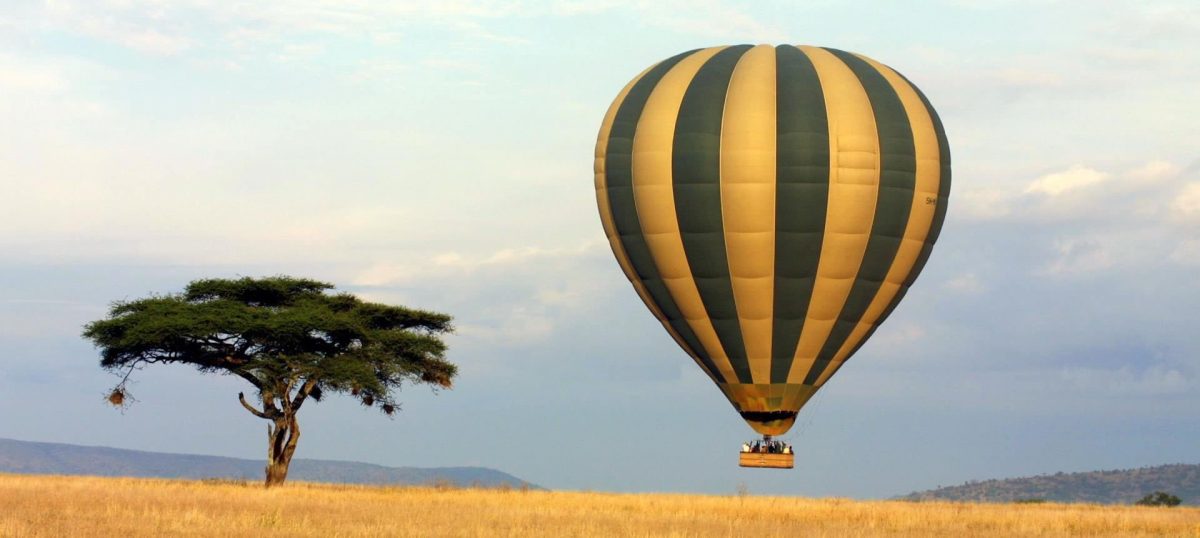 A hot-air balloon floating over the savannah beside an acacia tree