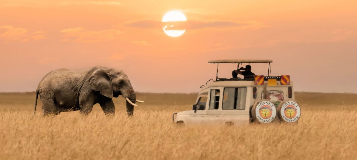 An elephant walking past a Sunset Africa Safari Land Cruiser in golden grass at sunset